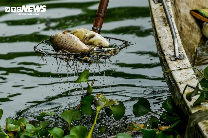 Lại xuất hiện cá chết ở Hồ Tây, dân ám ảnh vì mùi hôi nồng nặc - 3