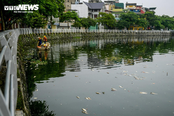 Hàng loạt cá chết trên hồ Tây đang được công nhân môi trường xử lý.