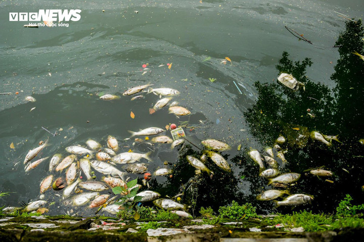Lại xuất hiện cá chết ở Hồ Tây, dân ám ảnh vì mùi hôi nồng nặc - 2