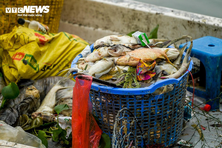 Nguyên nhân ban đầu được cho là hiện tượng cạn kiệt oxy xảy ra trong toàn bộ cột nước, làm cá chết hàng loạt.