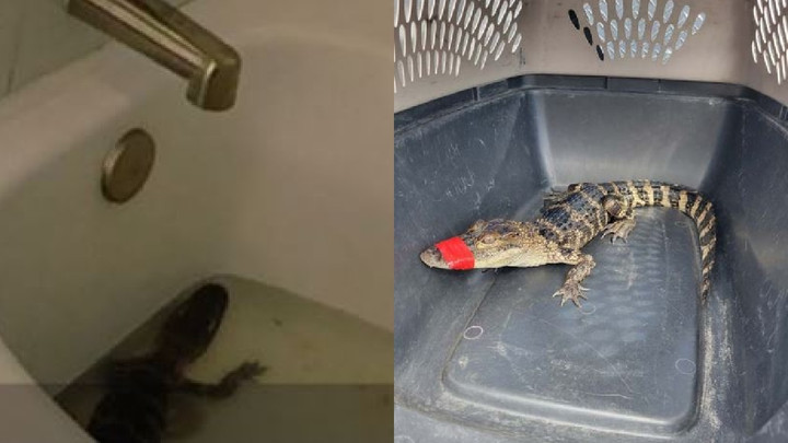 Madison Stephan đã “mượn” con cá sấu này từ Trung tâm Bảo tồn động vật hoang dã Croc Encounters. (Ảnh: NYP)