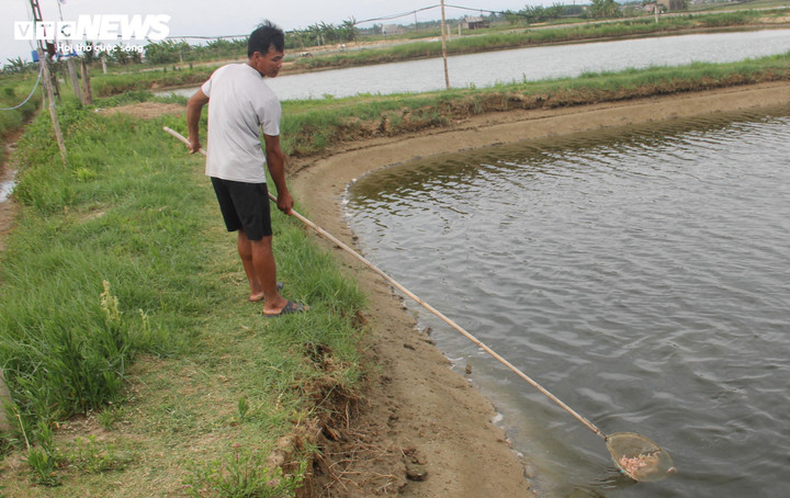 Nguồn nước sông Sa Lung ô nhiễm được cho là nguyên nhân khiến tôm nuôi của các hộ dân vùng hạ du dòng sông này chết hàng loạt.