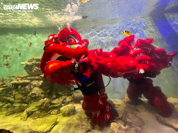 Đây là lần đầu tiên nơi đây tổ chức hoạt động múa lân dưới nước trong dịp Trung thu. Màn biểu diễn được các kỹ thuật viên múa trong bể kính nơi đường hầm xuyên núi Cảnh Long, múa cùng các loại cá bơi xung quanh.