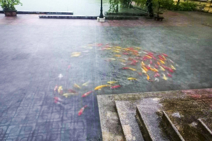 Hàng trăm con cá Koi bơi lên sân UBND huyện Ý Yên.