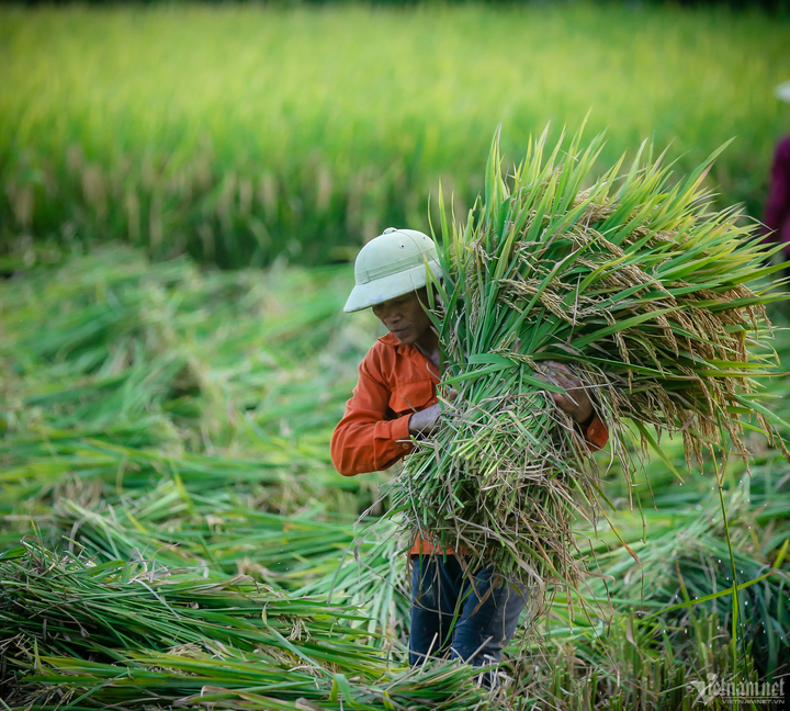 Giá lúa ở mức cao kỷ lục giúp nông dân thu lãi gấp đôi năm ngoái. (Ảnh: Hồ Hoàng Hải).