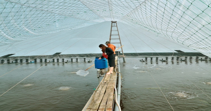 Đồng vốn của Agribank giúp nhiều gia đình mạnh dạn đầu tư sản xuất với năng suất và chất lượng cao.