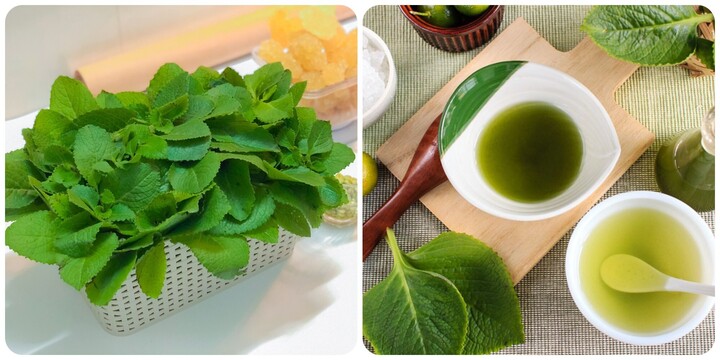 Bài thuốc nam trị ho và viêm phế quản hiệu quả Bài thuốc nam trị ho và viêm phế quản hiệu quả