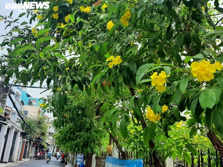 Cây chuông vàng được trồng nhiều nơi như khu dân cư, trường học...