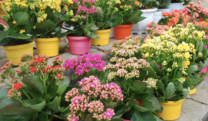 Theo phong thủy, cây sống đời đem lại những điều tốt lành.