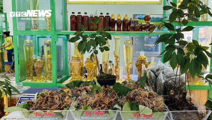 Việc quảng cáo, mua bán các sản phẩm sâm Ngọc Linh giả đã làm ảnh hưởng đến hoạt động kinh doanh của người sản xuất chân chính.