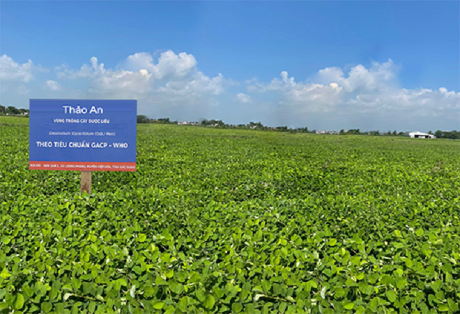 Thảo An - Thương hiệu thảo dược cho phái đẹp - 1