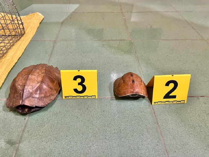 Những con rùa còn sống bị Hoài và Chiến mua bán trái phép. (Ảnh: C.A)