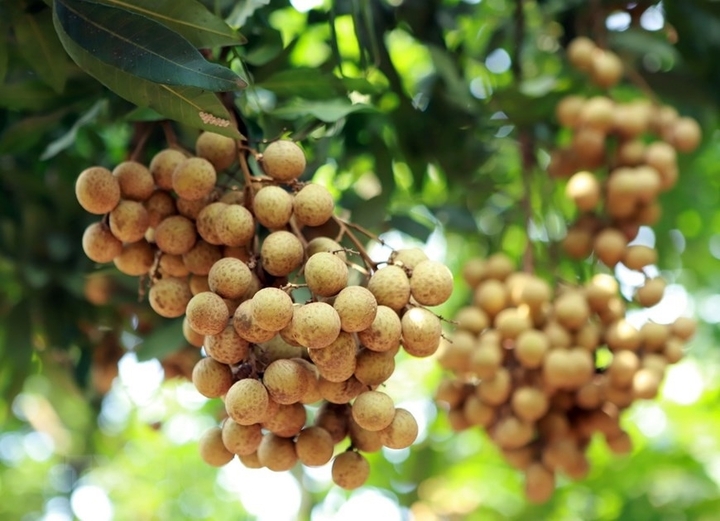 Tỉnh phía Bắc nào ở nước ta không có núi, rừng và biển? - 4