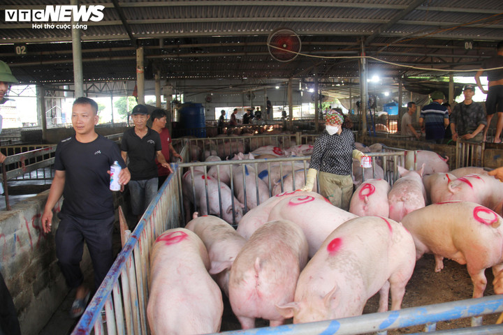 Giá heo hơi giảm sâu, chợ đầu mối gia súc, gia cầm Hà Nam cũng vắng người giao dịch.