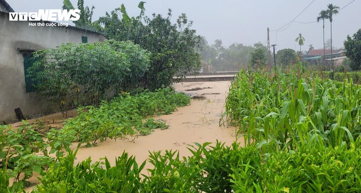 Nhiều khu vườn của người dân bị nước lũ nhấn chìm.