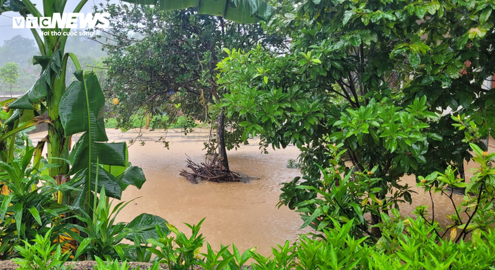 Nhiều khu vườn của người dân bị nước lũ nhấn chìm.