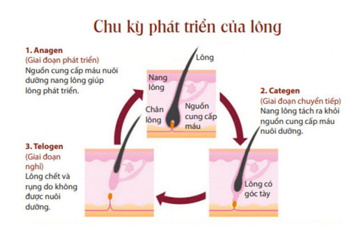 Laser được đánh giá là phương pháp triệt lông hiệu quả nhất nhì hiện nay.