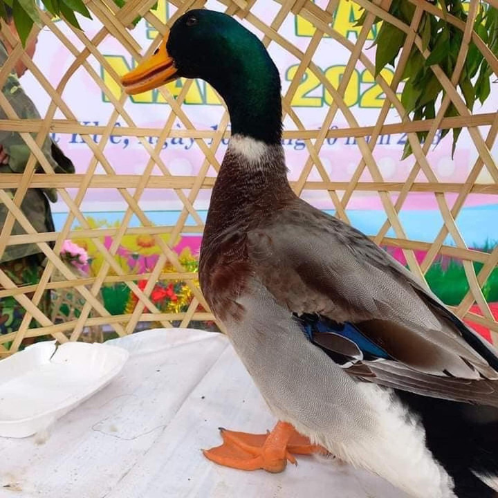 Vịt đoạt giải phải đạt tiêu chuẩn như cân nặng trên 3kg, nuôi trên 6 tháng, đầu xanh, lông mượt, màu lông óng mượt, đều, đẹp.