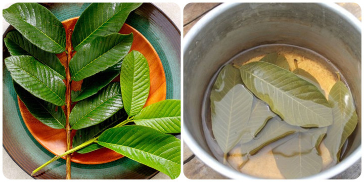 Trà lá ổi rất tốt cho sức khoẻ.