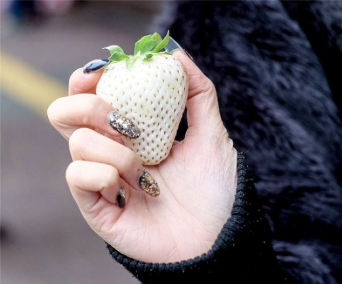 Dâu tây trắng trở thành một món quà xa xỉ, luôn rất khan hiếm