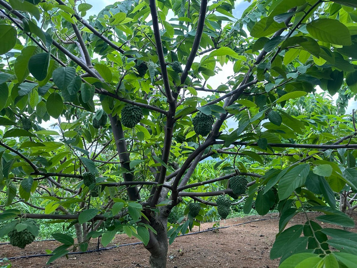 HTX Mé Lếch có 150 ha na sầu riêng đang cho thu hoạch.