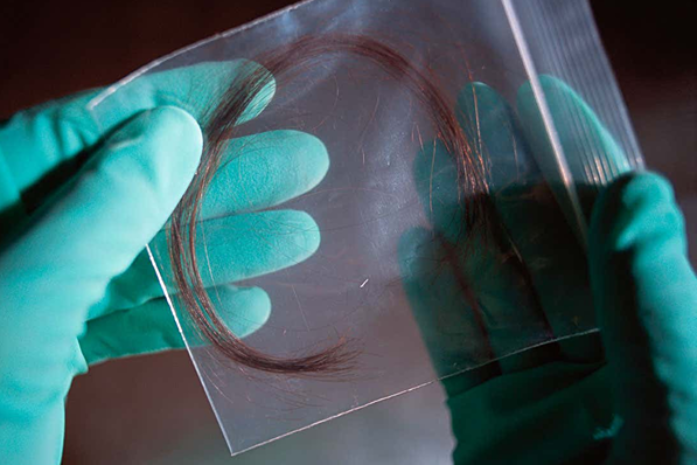 Mẫu tóc dùng để xét nghiệm huyết thống cha - con (Ảnh minh họa: New Scientist).