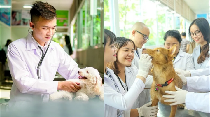 Mức lương của sinh viên Thú y ra trường có phải 40 - 50 triệu/tháng? (Ảnh minh hoạ)