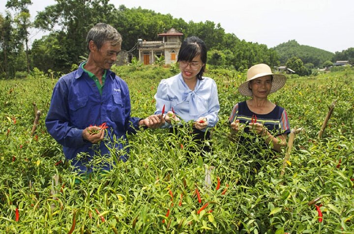 Đại diện HTX Nông sản sạch La Hiên trao đổi kỹ thuật chăm sóc cây ớt thương phẩm với bà con nông dân xã La Hiên.