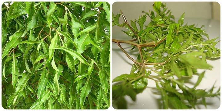 Lá đinh lăng rất tốt cho sức khoẻ.