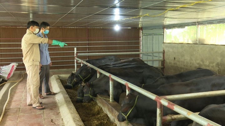 Hoạt động chính của HTX là chăn nuôi trâu, bò, lợn, hươu và trồng cây ăn quả (na, nhãn) nghiệp.