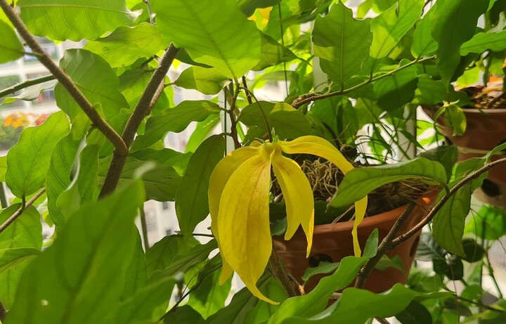 Cây hoa dẻ có mùi thơm đặc trưng. (Ảnh: H.Nhi)