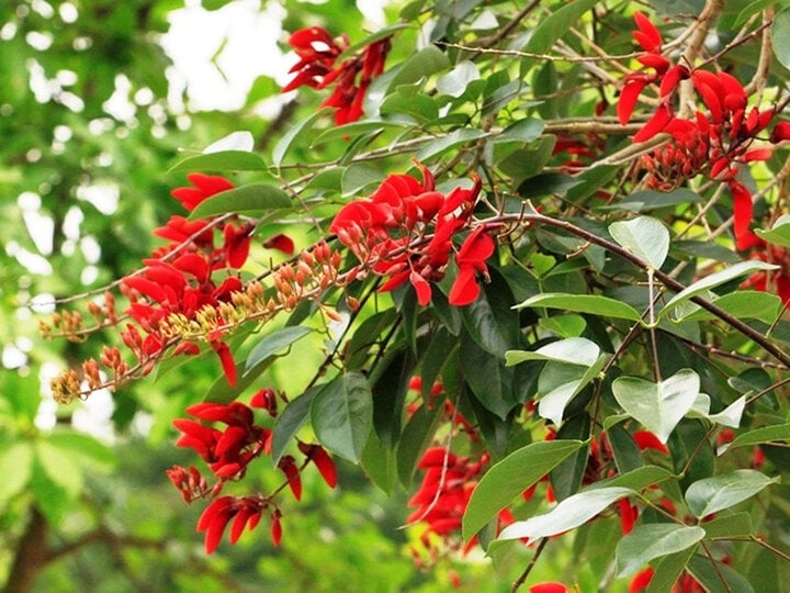 Hoa osaka red color.