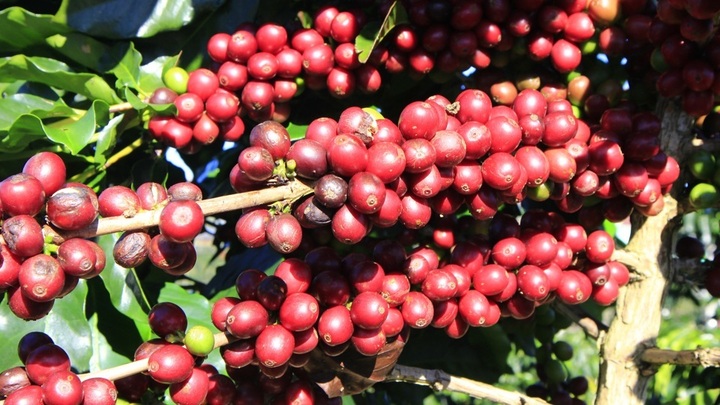 Tỉnh nào ở nước ta được mệnh danh 'thủ phủ' cà phê? - 1