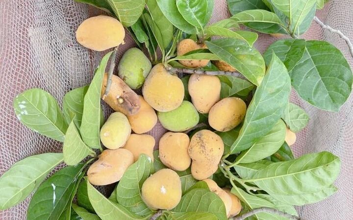Quả chay khi quả còn xanh hay đã chín đều có thể dùng làm thực phẩm. (Ảnh minh họa)