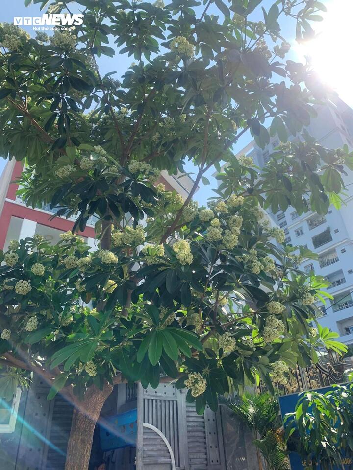 Nhiều người trồng hoa sữa trước nhà. (Ảnh minh họa)