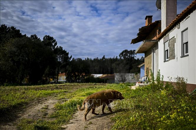 Chú chó Bobi tại ngôi nhà ở làng Conqueiros, thành phố Leiria, Bồ Đào Nha, ngày 12/2/2023. (Ảnh: AFP/TTXVN)