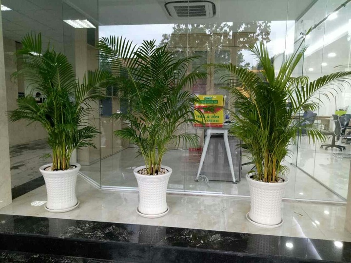 Cây cau cảnh có dáng đẹp, phù hợp trồng trong chậu cao có chiều sâu.