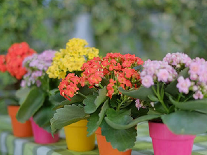 Nên dùng chậu nhỏ để trồng hoa trường thọ. (Ảnh: Martha Stewart)