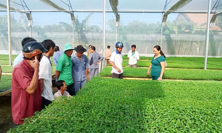 Các HTX cần được hỗ trợ khoa học công nghệ để phát triển sản xuất, kinh doanh.