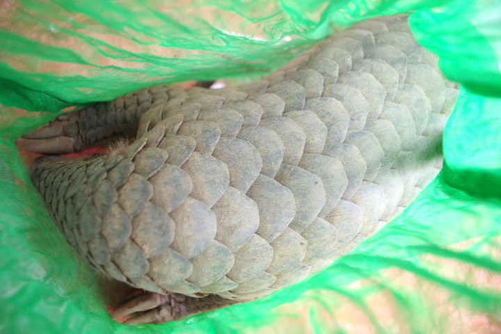 Tang vật tại cơ quan công an.