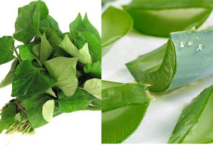 Sự kết hợp của lô hội và rau diếp cá giúp làm sạch da, trắng da phù hợp với những bạn đang có làn da mụn hoặc thuộc loại da nhờn.
