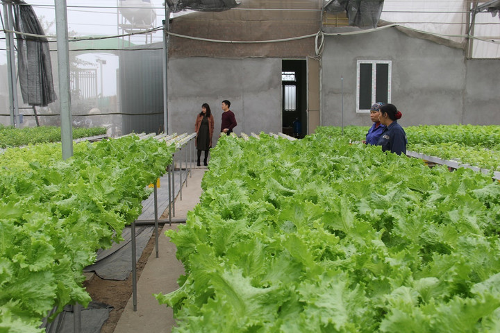 Ứng dụng công nghệ cao trong sản xuất nông nghiệp giúp nâng cao giá trị và đảm bảo vệ sinh an toàn thực phẩm.