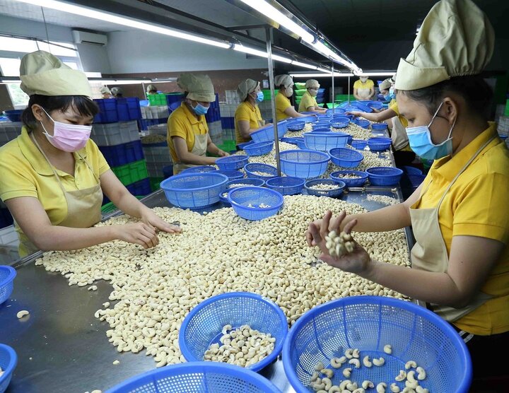 Trung Quốc ồ ạt gom mua hạt điều của Việt Nam: Hiệp hội điều khuyến cáo gì?