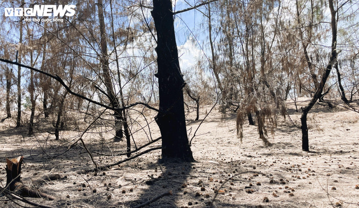 Hình ảnh khoảnh rừng cháy có dấu hiệu hồi sinh được phóng viên ghi nhận ngày 30/9/2023.