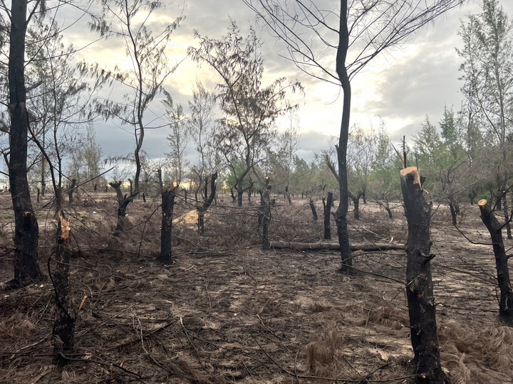 Cho đến hôm nay những dấu cưa còn rất mới, khoảnh rừng đã bị lâm tặc đốn hạ dần mòn gần hết trong 1 tháng.