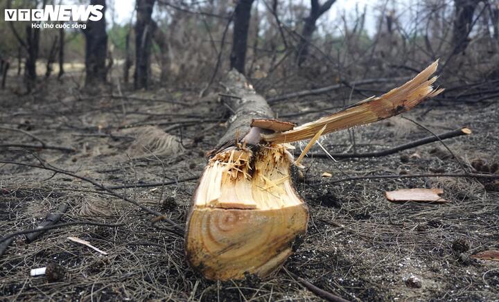 Chỉ 1 tháng sau đó, toàn bộ những gốc dương bị khai thác, cưa trộm. Thậm chí, Khi thấy phóng viên đến, nhóm lâm tặc chỉ kịp xách theo cưa máy bỏ chạy, để lại 2 xe máy, cưa, và la liệt những cây phi lao vừa đốn hạ.