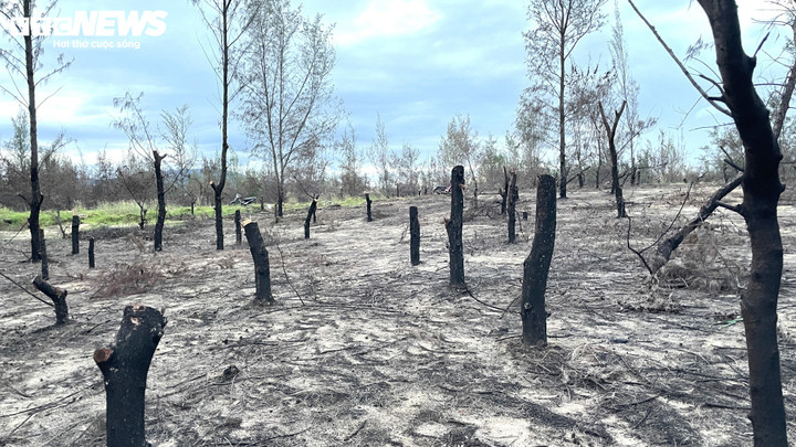 Rừng phi lao bị đốn hạ trống trơn, chỉ còn lại những gốc cây lởm chởm.