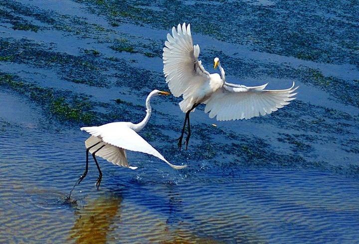Vườn quốc gia nhỏ nhất Việt Nam thuộc tỉnh nào? - 2