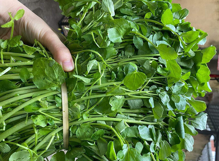 Rau cải xoong chứa nhiều chất dinh dưỡng.