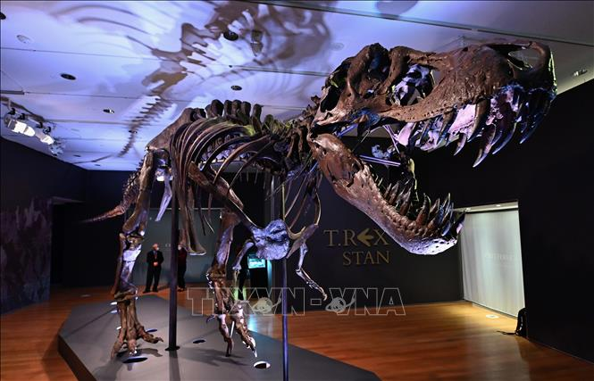 Mẫu hóa thạch khủng long bạo chúa T-Rex được công ty Christie's đấu giá tại New York (Mỹ), ngày 6/10/2020. (Ảnh: AFP/TTXVN)